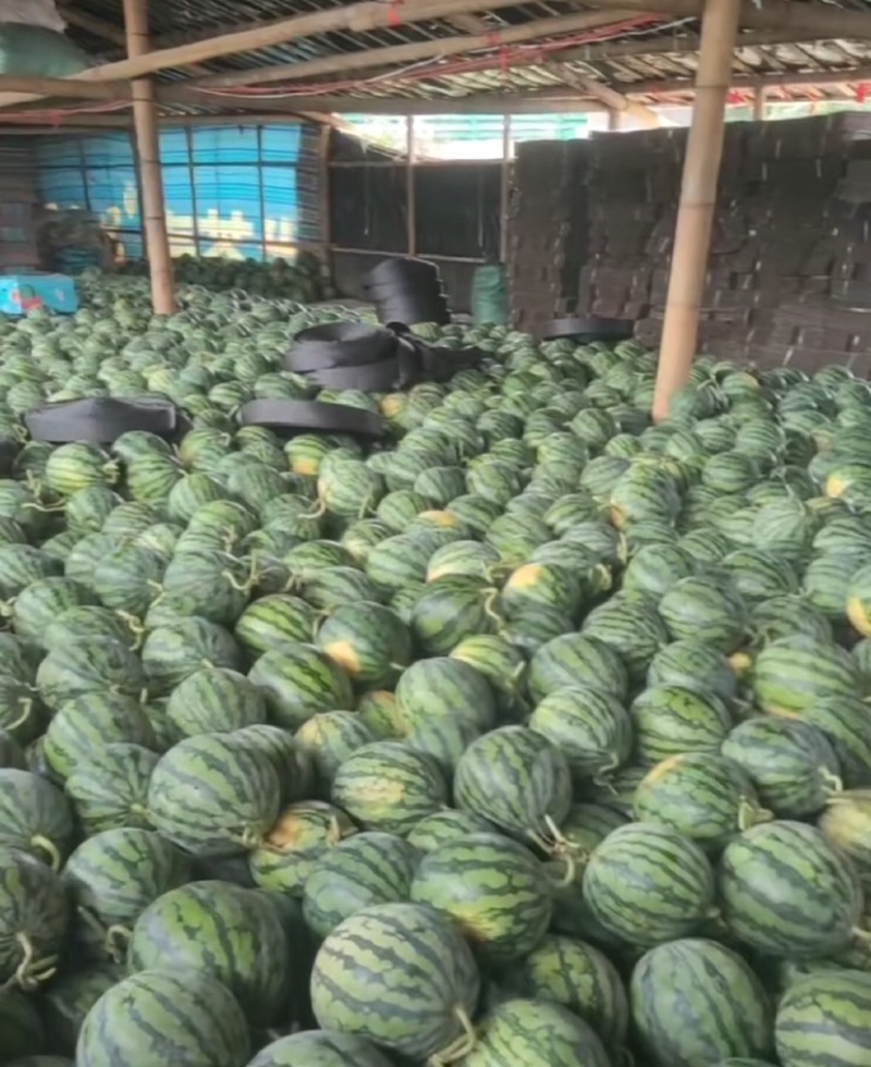 云南西双版纳美都无籽西瓜大量供应产地直发欢迎来电咨询
