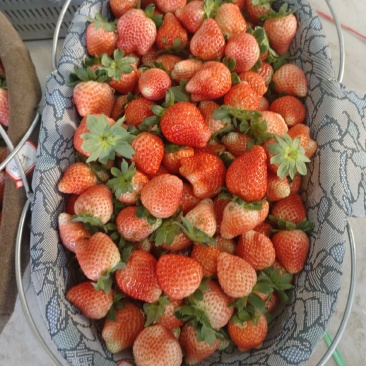 宁玉草莓
