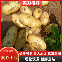 产地黄心土豆销售，量大从优，需要的可以联系我