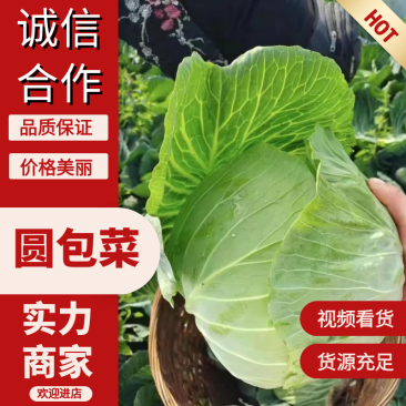 山东现摘新鲜包菜好吃不贵露天种植正宗包菜新鲜蔬菜圆包菜