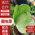 山东现摘新鲜包菜好吃不贵露天种植正宗包菜新鲜蔬菜圆包菜