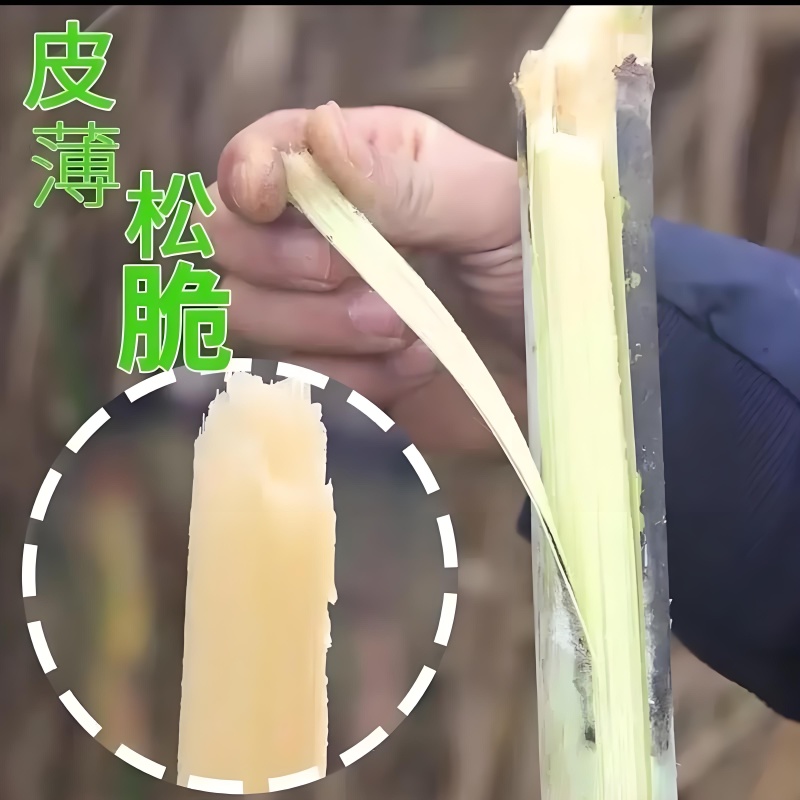 青皮灰甘蔗