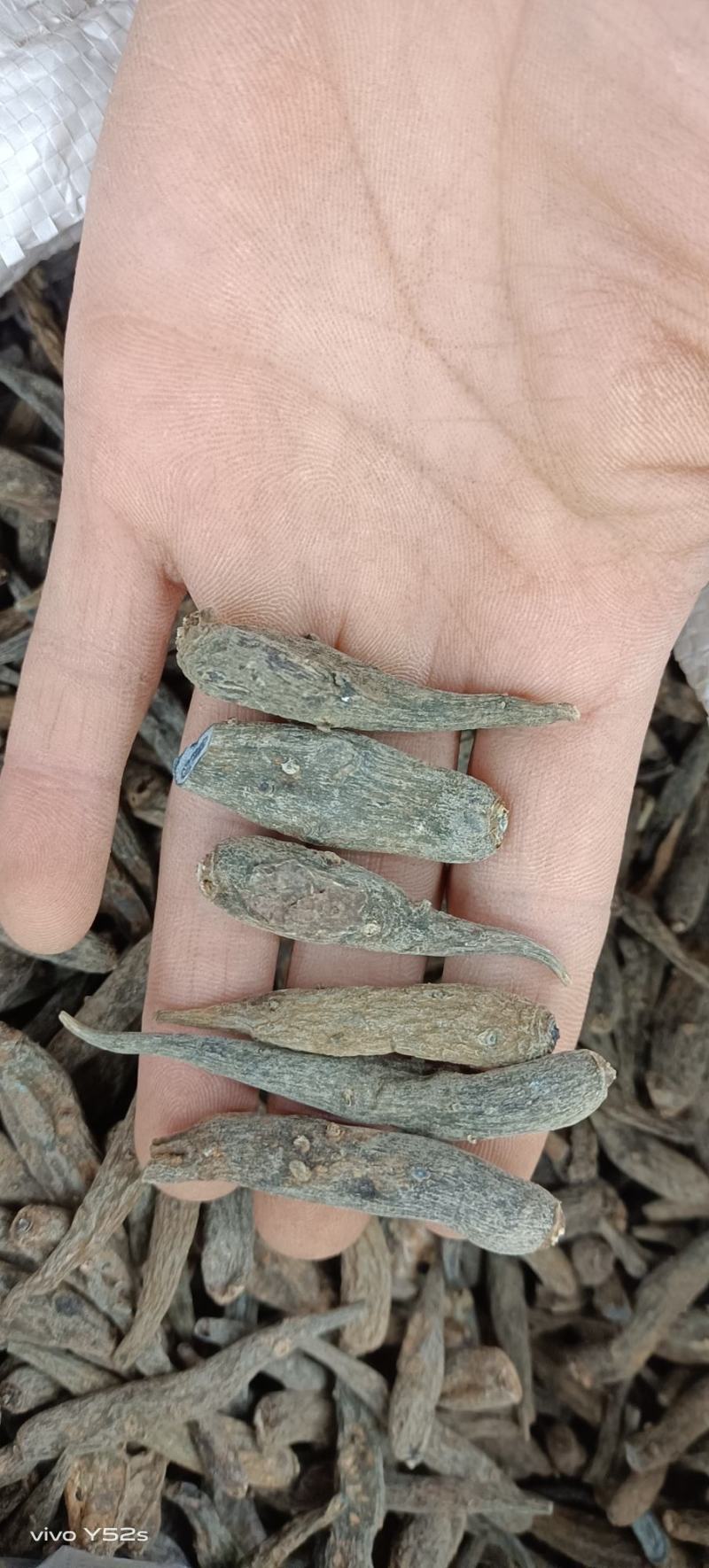 双肾参云南高山野生药材物美价廉可配多种药材一起批发