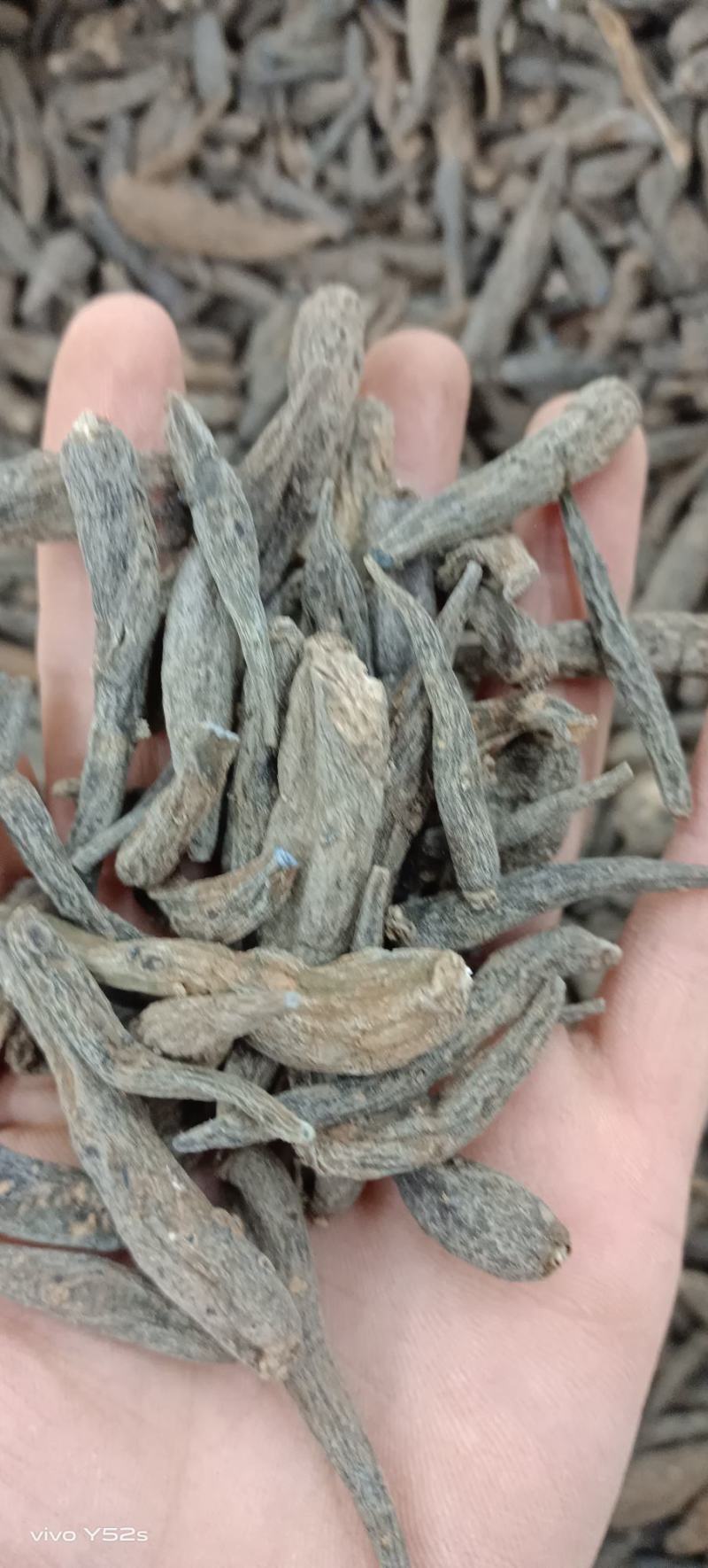 双肾参云南高山野生药材物美价廉可配多种药材一起批发