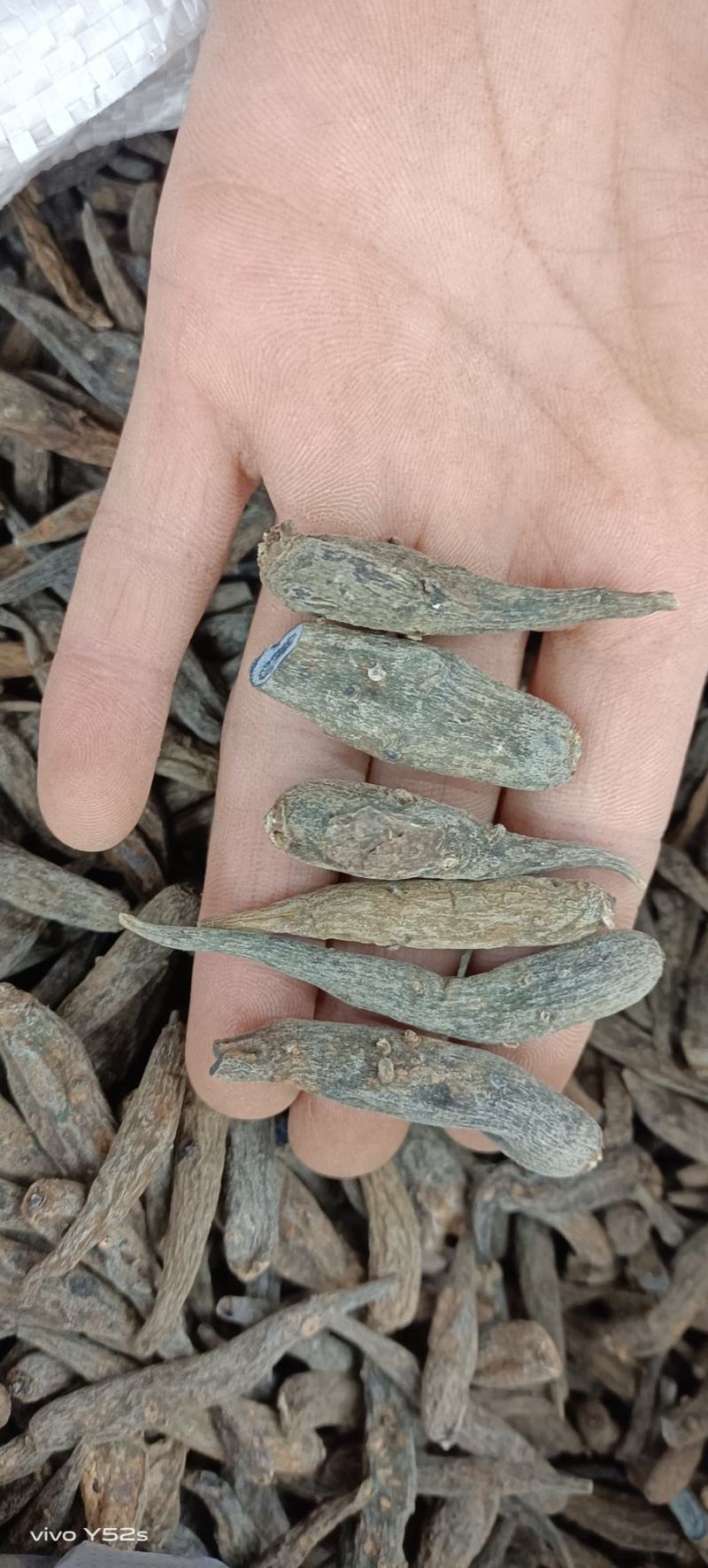 双肾参云南高山野生药材物美价廉可配多种药材一起批发