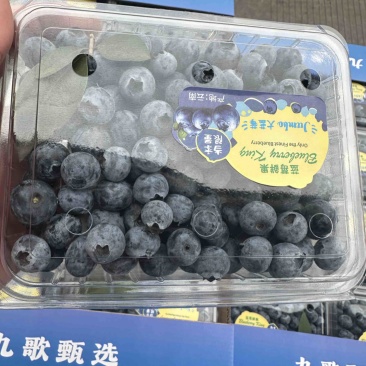 精品蓝莓，支持各种包装，团购，供应链，市场