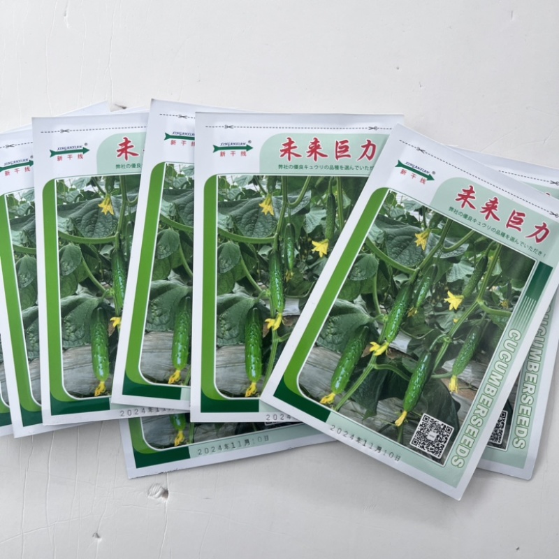 未来巨力水果黄瓜种子强磁品种，节节有瓜种子现货供应