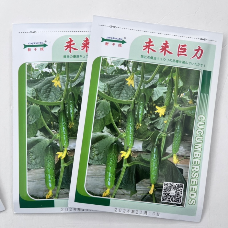 未来巨力水果黄瓜种子强磁品种，节节有瓜种子现货供应