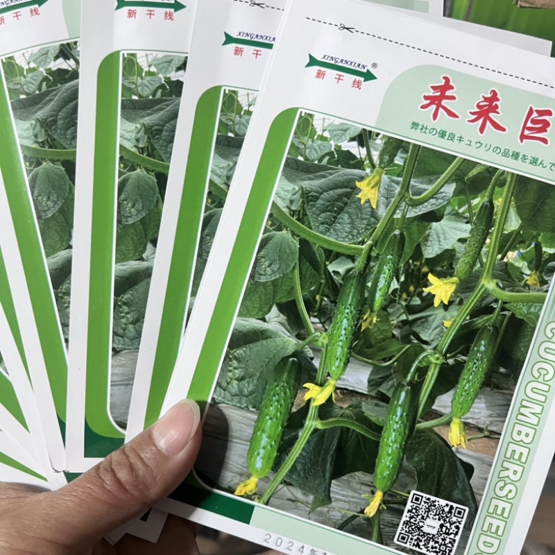 未来巨力水果黄瓜种子强磁品种，节节有瓜种子现货供应