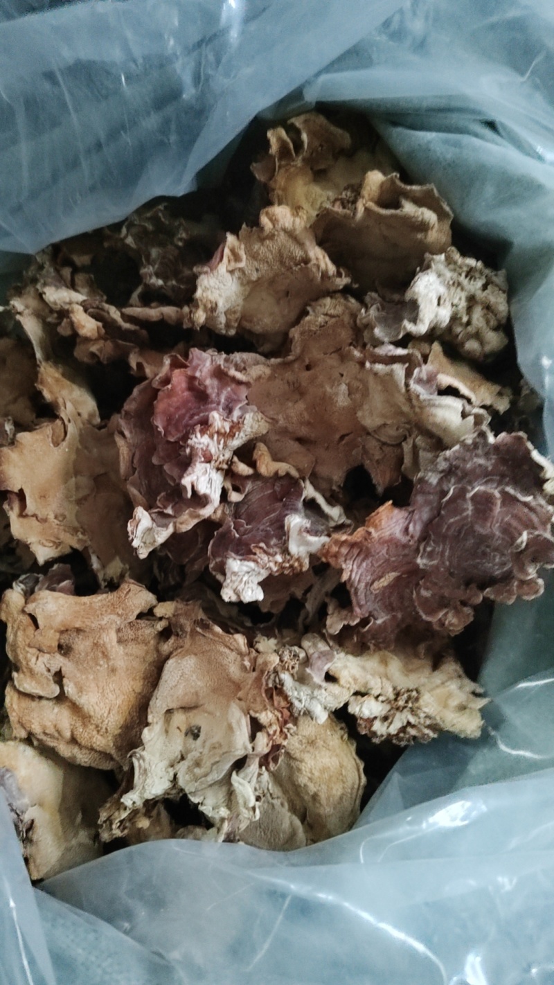 榆耳基地榆耳足干优质榆耳产地一手货源批发零售榆耳价格不贵