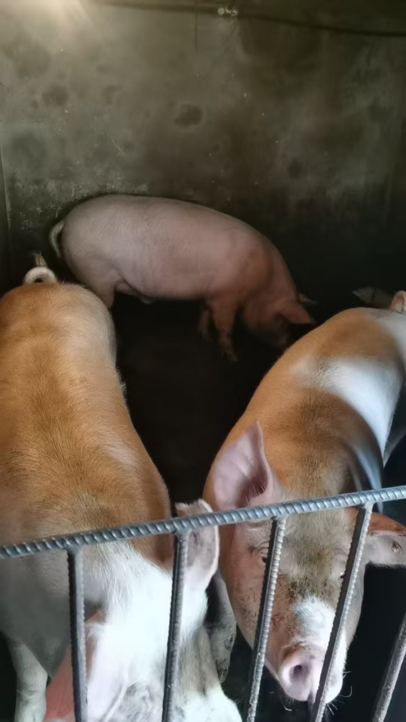 欢迎联系选购原产地腊肉保质保量品质保障