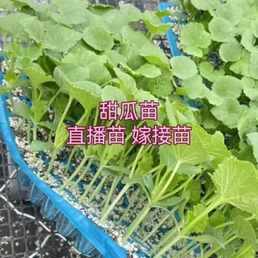 甜瓜直播苗博洋绿宝羊角蜜玉菇西州蜜甜瓜苗