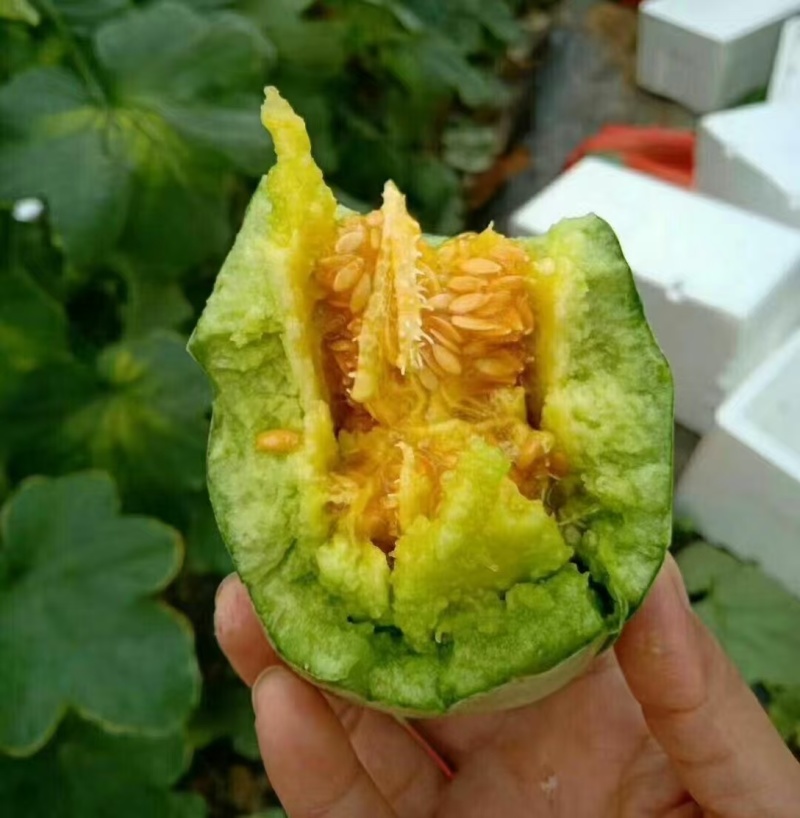 甜瓜直播苗博洋绿宝羊角蜜玉菇西州蜜甜瓜苗