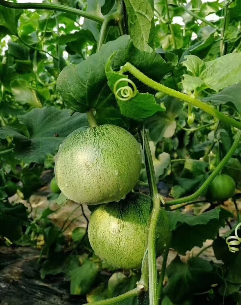 甜瓜直播苗博洋绿宝羊角蜜玉菇西州蜜甜瓜苗
