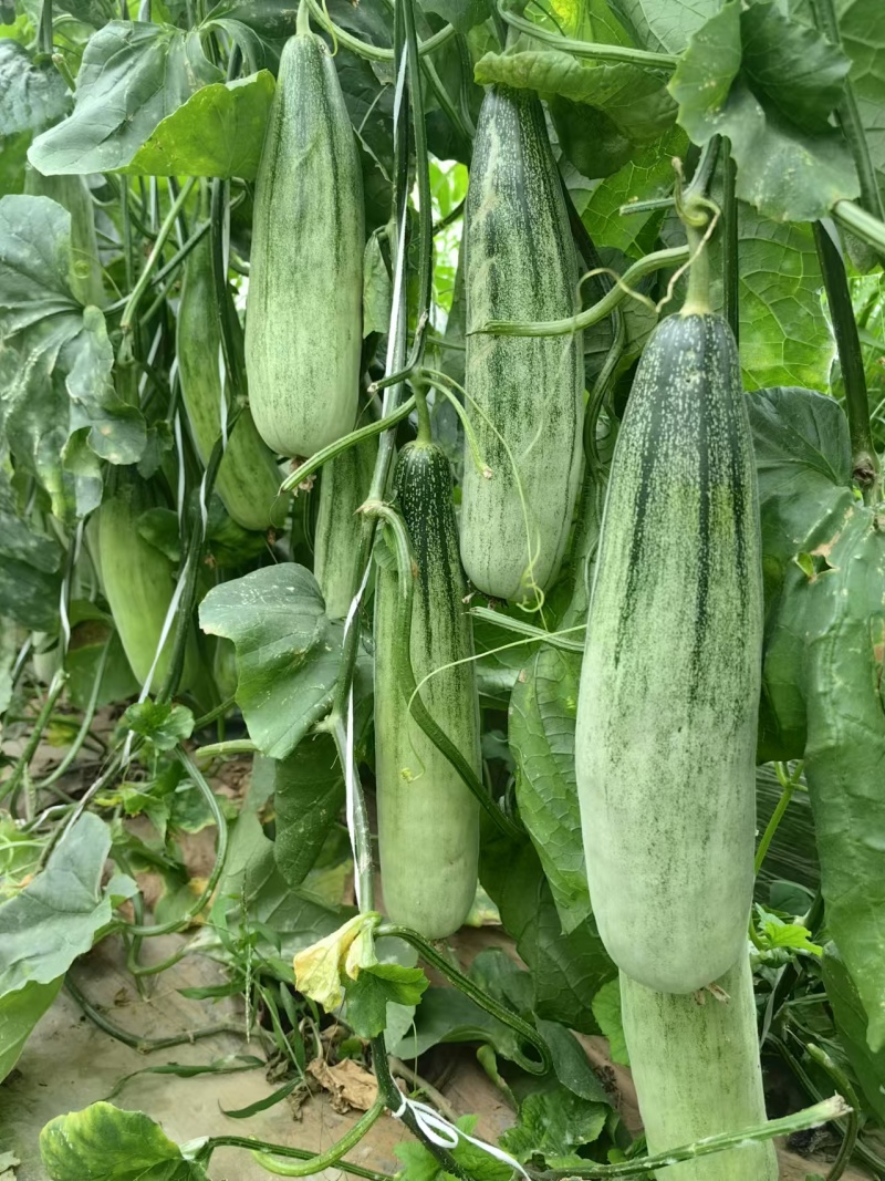 甜瓜直播苗博洋绿宝羊角蜜玉菇西州蜜甜瓜苗