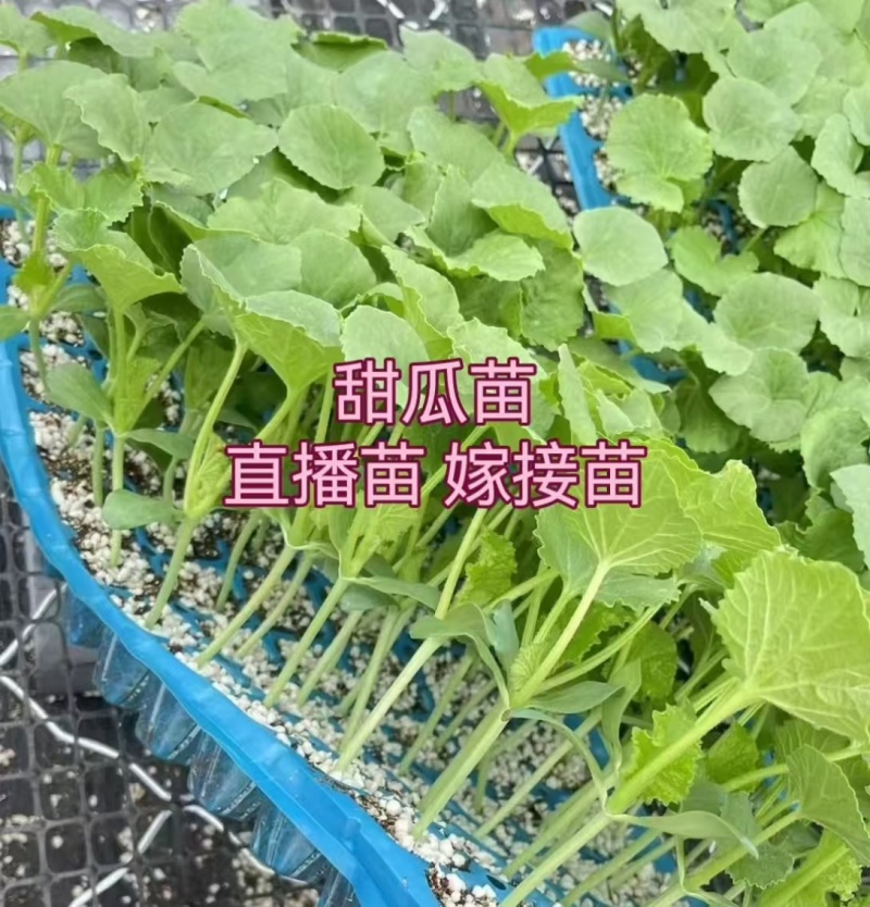 甜瓜直播苗博洋绿宝羊角蜜玉菇西州蜜甜瓜苗