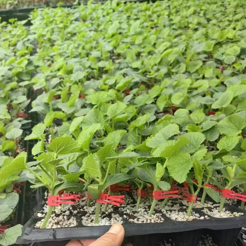 甜瓜嫁接苗品种齐全基地直发博洋绿宝羊角蜜黄皮甜瓜