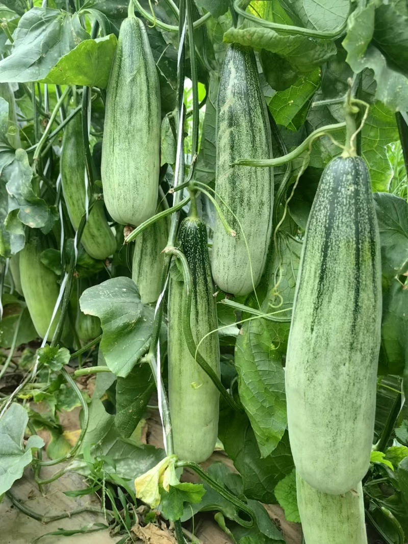甜瓜嫁接苗品种齐全基地直发博洋绿宝羊角蜜黄皮甜瓜