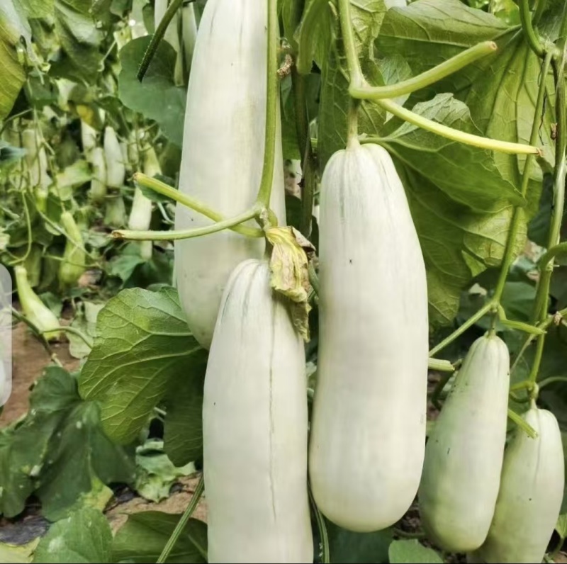 甜瓜嫁接苗品种齐全基地直发博洋绿宝羊角蜜黄皮甜瓜