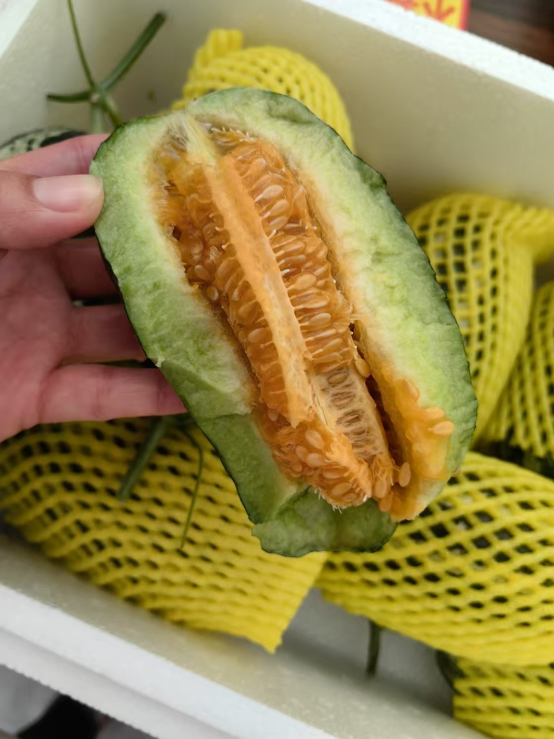 甜瓜嫁接苗品种齐全基地直发博洋绿宝羊角蜜黄皮甜瓜