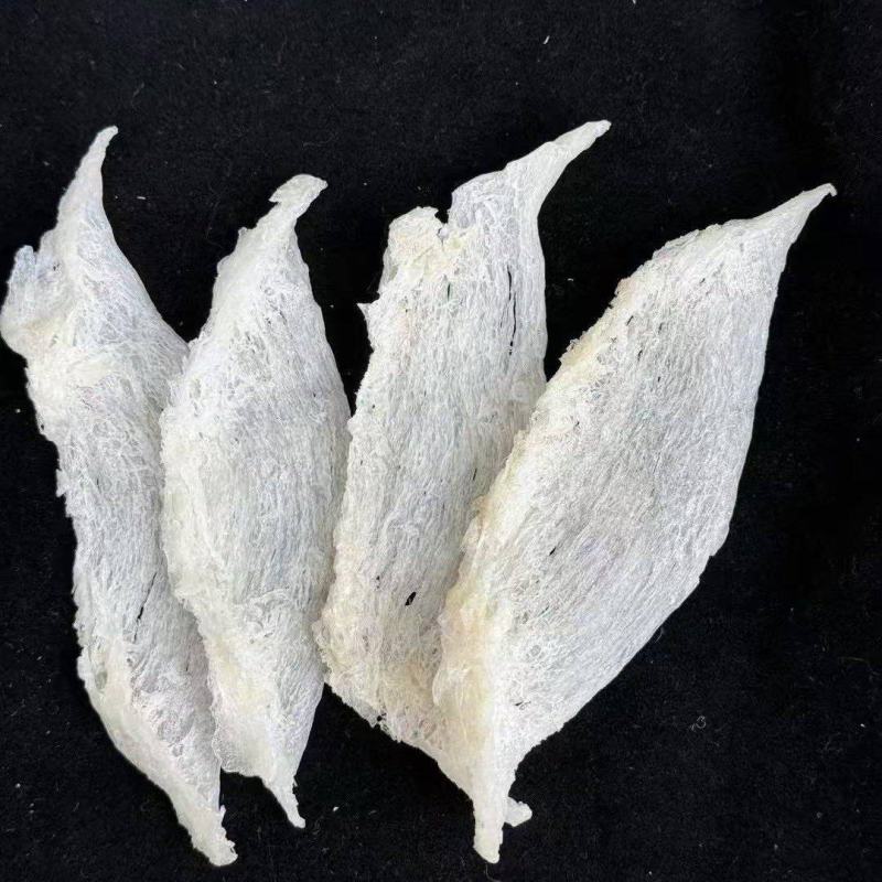 囊丝大燕条