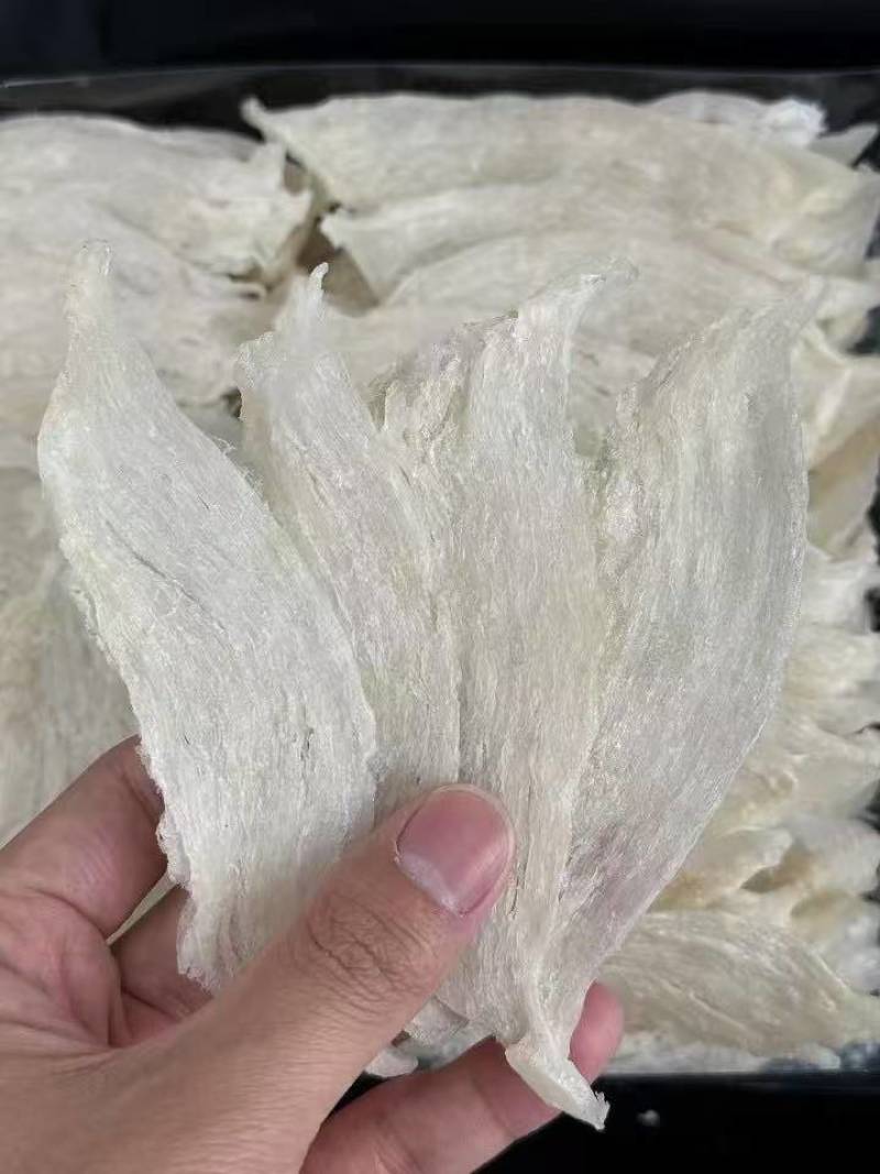 囊丝大燕条
