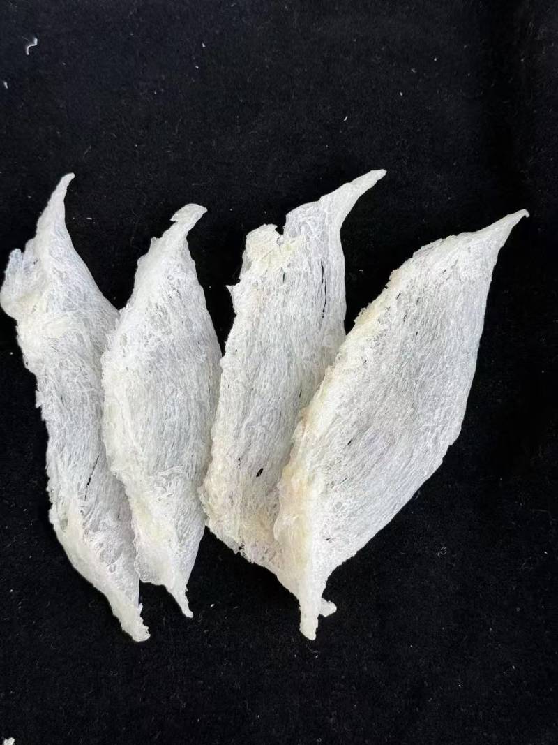 囊丝大燕条