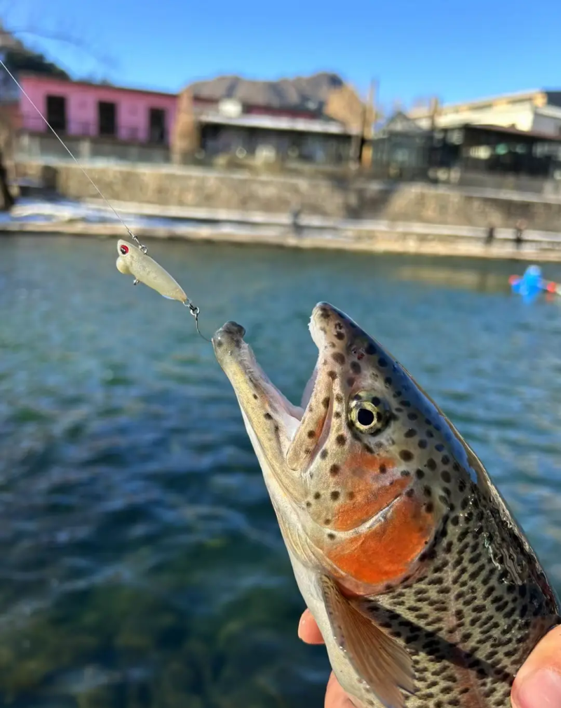 虹鳟，适合放钓，皮毛一流！！！！！！！！