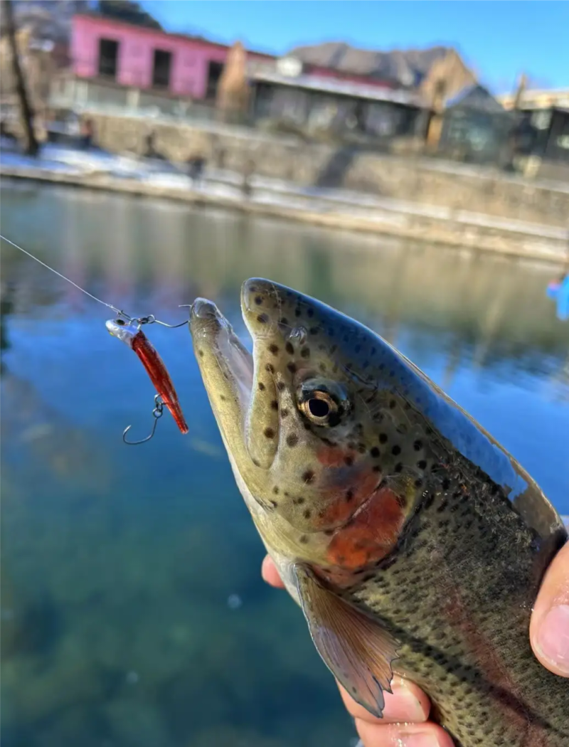 虹鳟，适合放钓，皮毛一流！！！！！！！！
