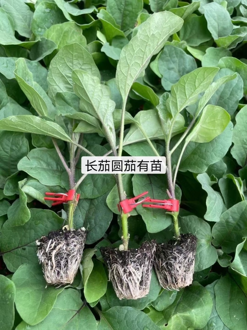 紫红线茄嫁接苗杭茄苗抗病能力强产量高大量现苗发