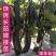 烧烤茄子嫁接苗长茄圆茄紫红色线茄杭茄绿冠嫁接苗常年有苗