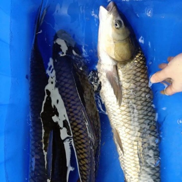 大草鱼，皮毛一流！！！！！！！！！！！！！！