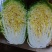 夏邑县大白菜，夏邑县黄心大白菜秋晓黄心大白菜
