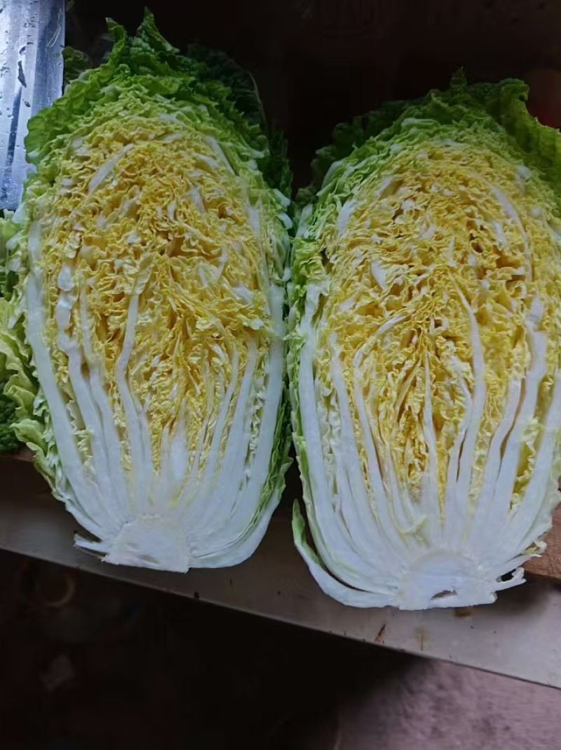 夏邑县大白菜，夏邑县黄心大白菜秋晓黄心大白菜