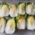 夏邑县大白菜，夏邑县黄心大白菜秋晓黄心大白菜