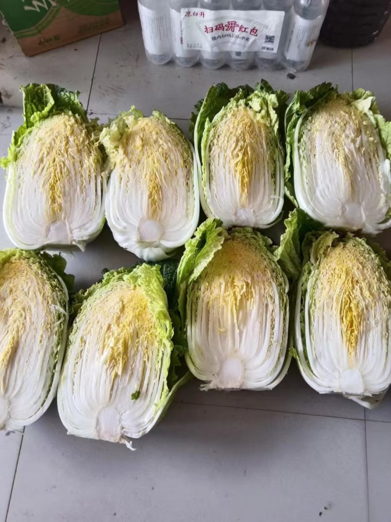 夏邑县大白菜，夏邑县黄心大白菜秋晓黄心大白菜