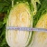 夏邑县大白菜，夏邑县黄心大白菜秋晓黄心大白菜