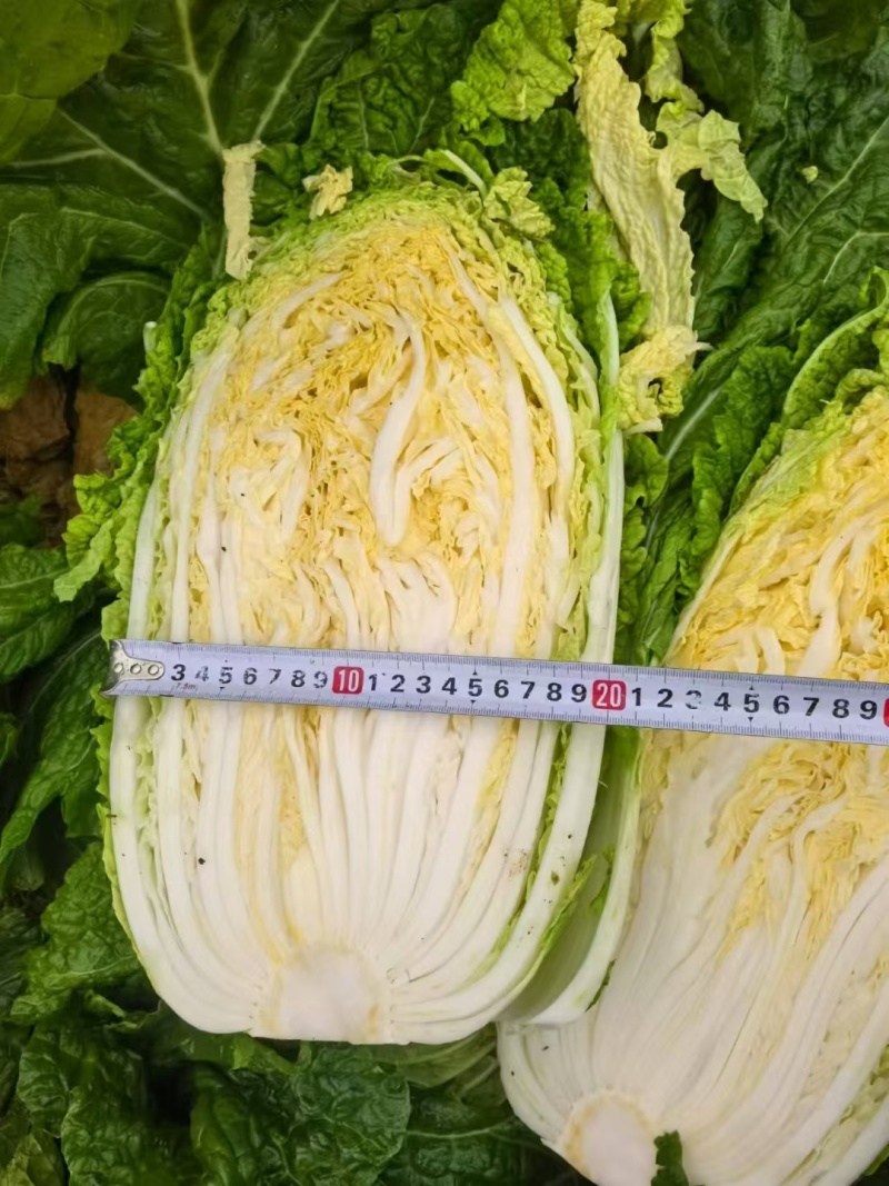 夏邑县大白菜，夏邑县黄心大白菜秋晓黄心大白菜