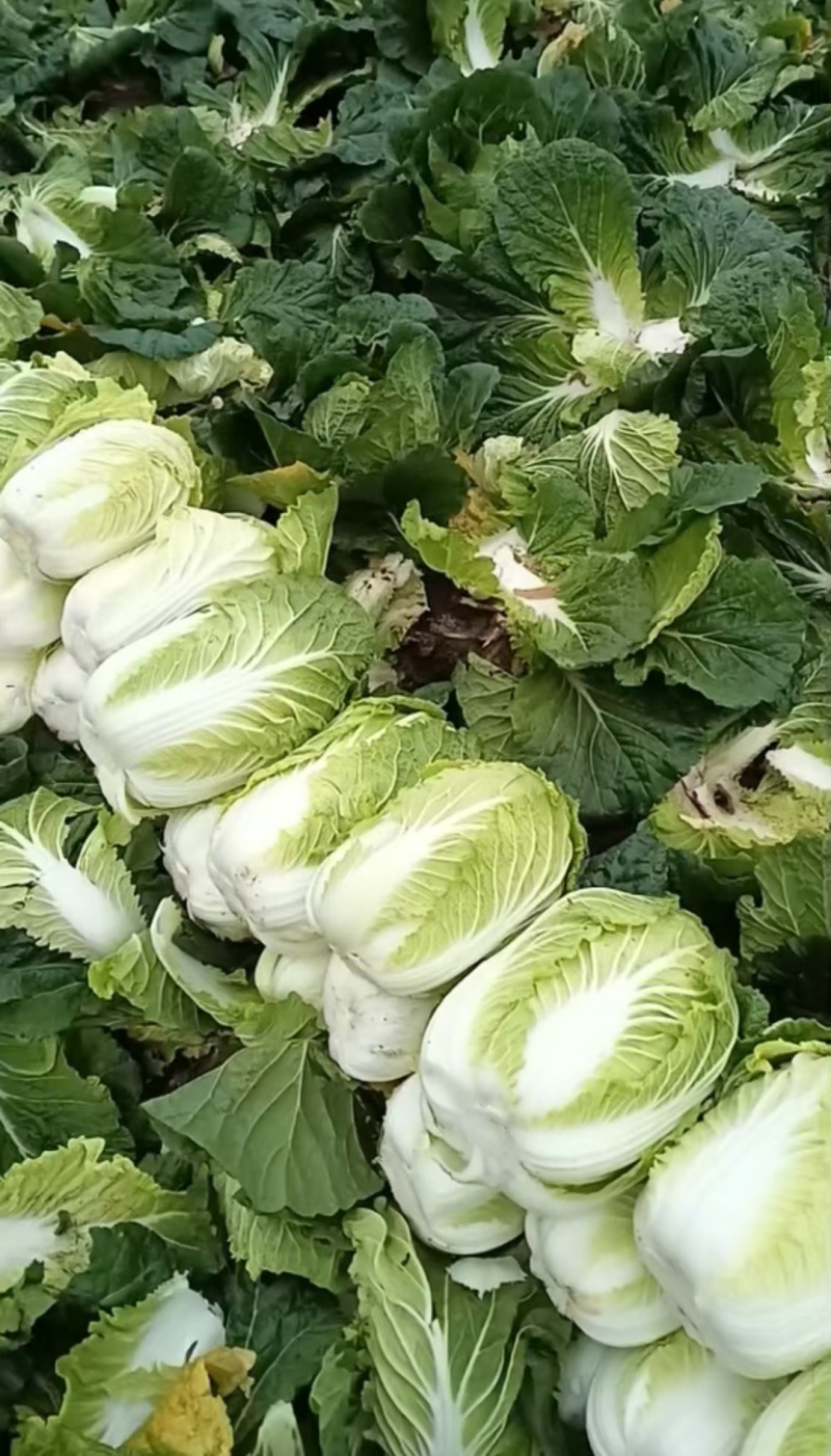 夏邑县大白菜，夏邑县黄心大白菜秋晓黄心大白菜