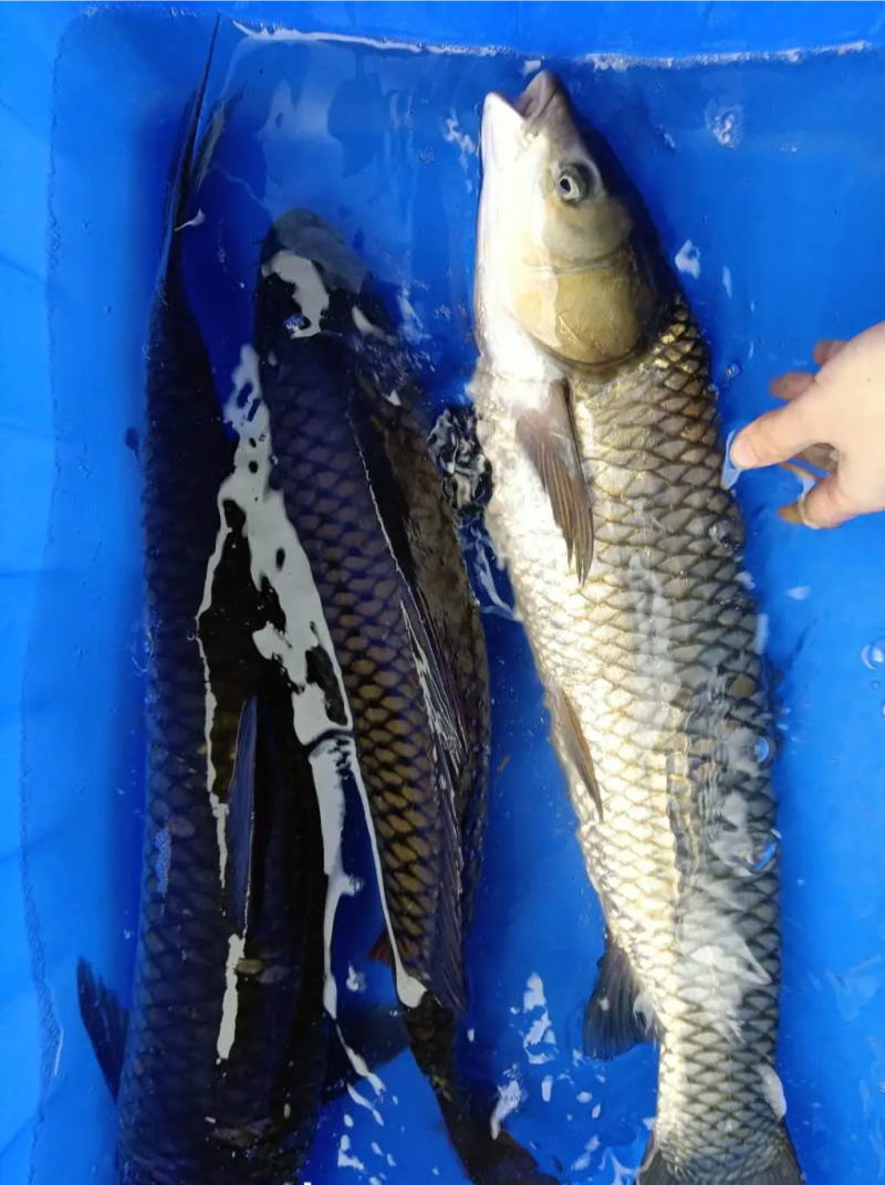 大草鱼，皮毛一流！！！！！！！！！！！！！！