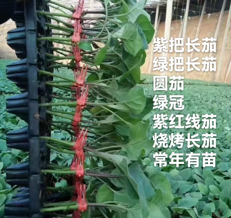烧烤茄子嫁接苗长茄圆茄紫红色线茄杭茄绿冠嫁接苗常年有苗