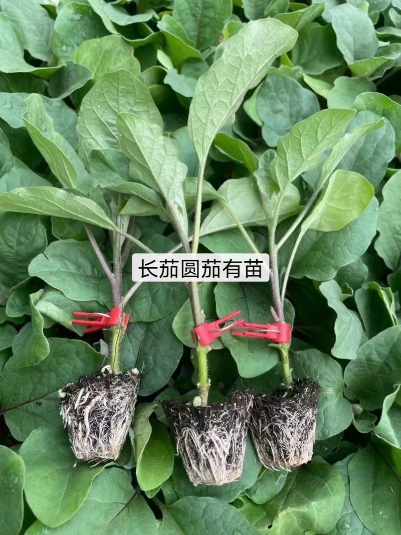 烧烤茄子嫁接苗长茄圆茄紫红色线茄杭茄绿冠嫁接苗常年有苗