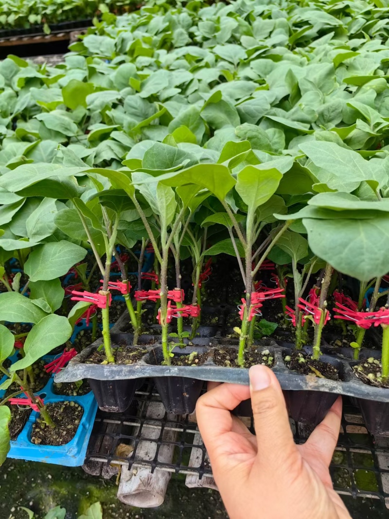 烧烤茄子嫁接苗长茄圆茄紫红色线茄杭茄绿冠嫁接苗常年有苗