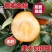 金桔树苗，基地直发，保证品种，保证成活，假一赔十