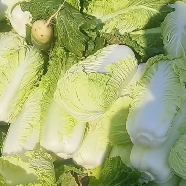 大白菜