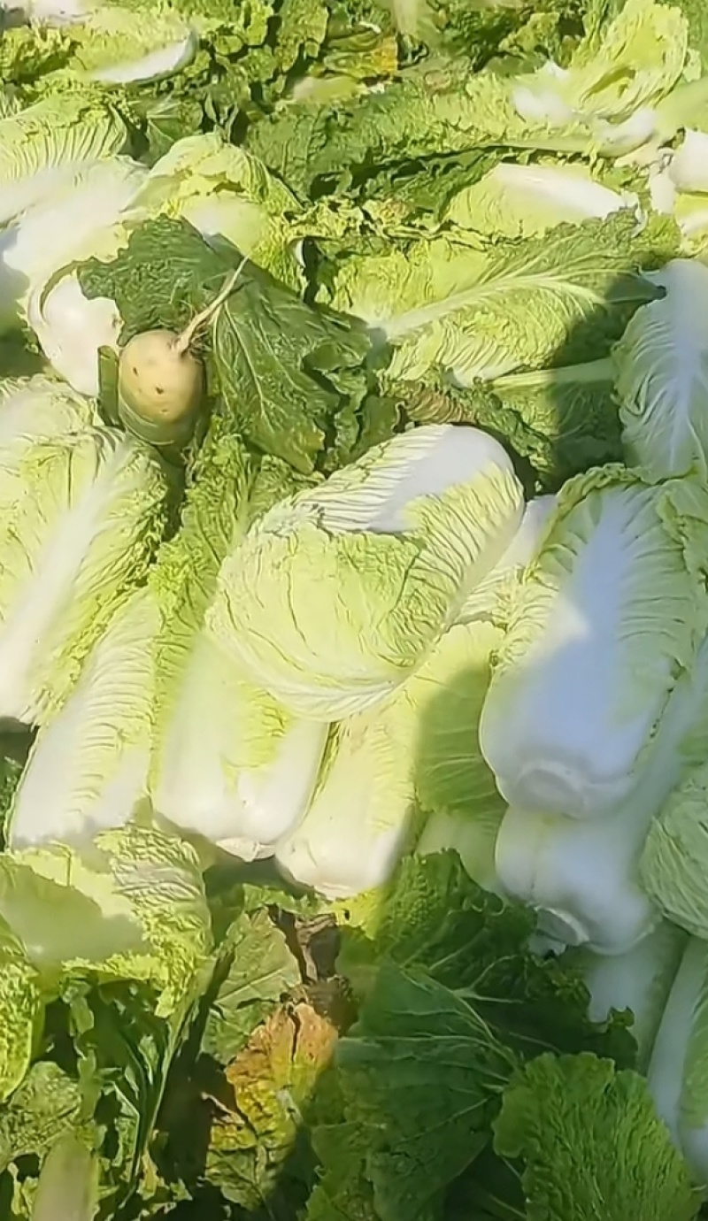 大白菜