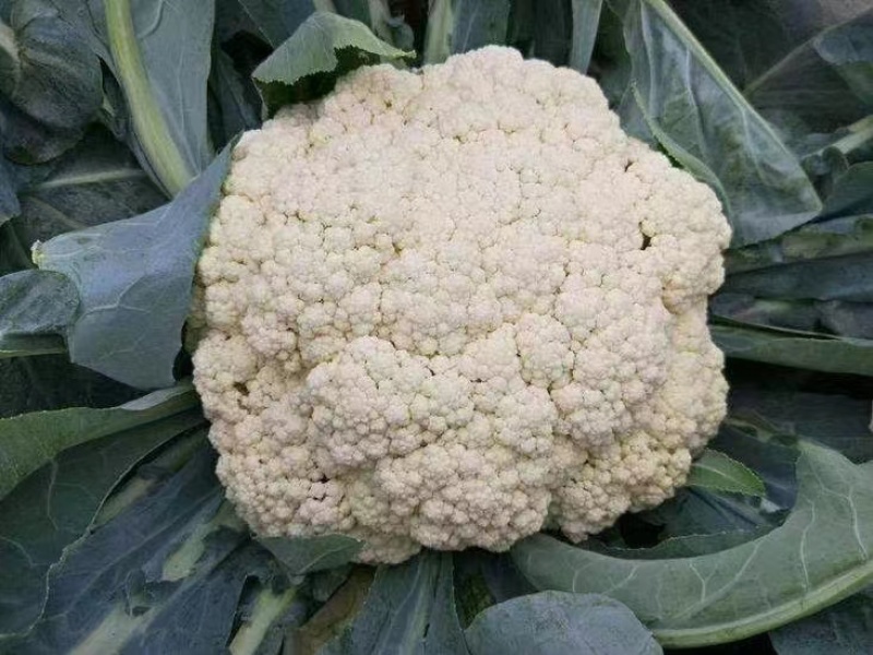 有机花菜苗甘蓝苗西兰花苗耐寒产量高抗病强苗厂直发