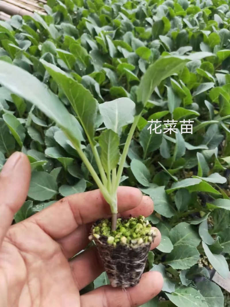 有机花菜苗甘蓝苗西兰花苗耐寒产量高抗病强苗厂直发