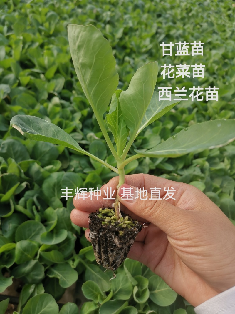 有机花菜苗甘蓝苗西兰花苗耐寒产量高抗病强苗厂直发