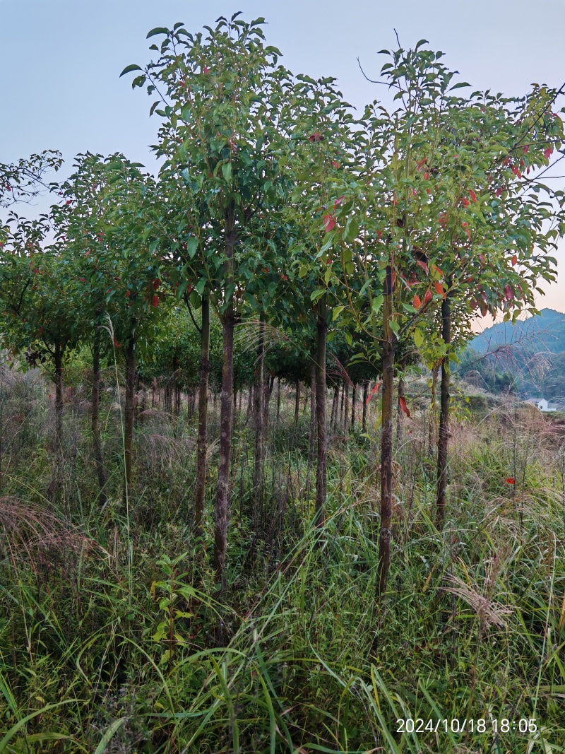 供应米径5，6cm湖南优质香樟，香樟树行道树
